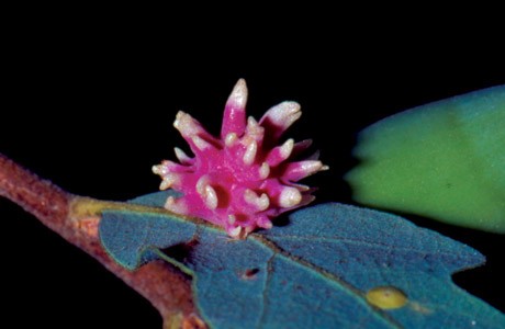 urchin gall