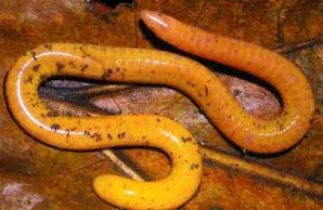 caecilian