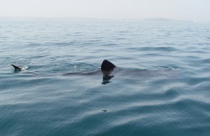 basking shark