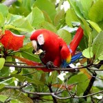 Scarlet Macaw