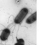 Escherichia coli