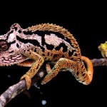 Male dwarf chameleon, Bradypodian transvaalese, displays for females. 