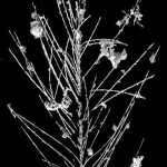 Three-dimensional reconstruction of a primitive feather