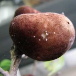aphid