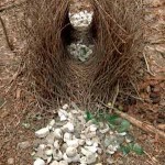 bowerbird nest