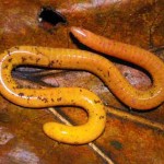 caecilian