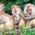 Rhesus monkeys
