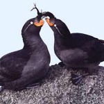 eau de bird