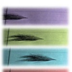 Foxtail