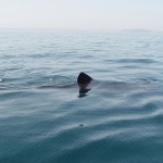 basking shark