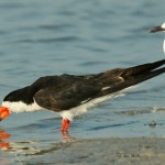 skimmer