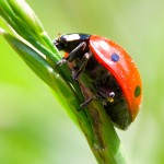 ladybug