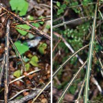 lancewood tree