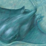 bat ray