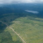 boreal forest