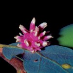 urchin gall