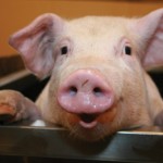 pig