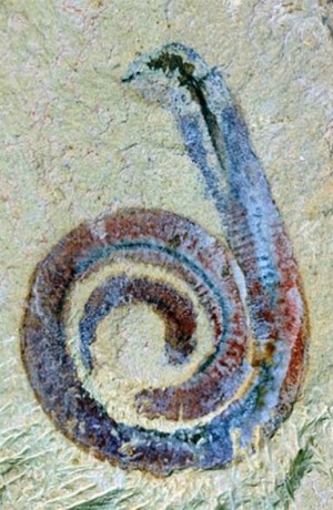 Paleonursery-Sept21 Bluish-reddish worm spiraled on sandy background.