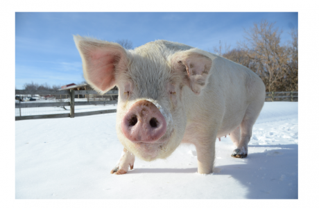 Nikki pig in snow