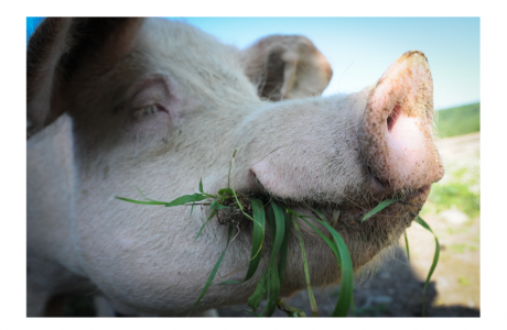 Nikki pig munching grass