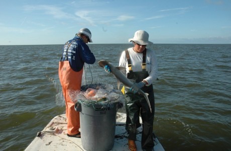 tagging bonethead shark