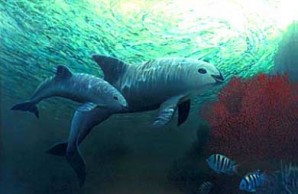 Vaquita Mother and Calf 2