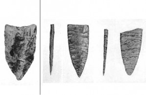 fossil bison