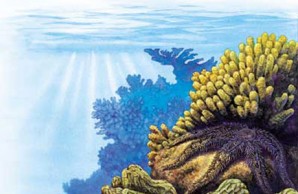 brittle starfish