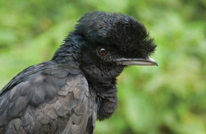 female umbrellabird