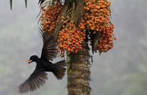 umbrellabird with fruit