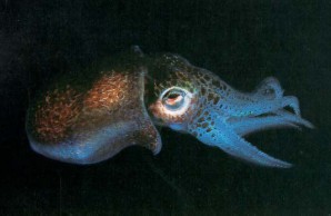 bobtail squid