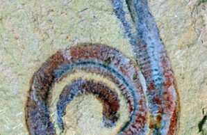 Paleonursery-Sept21 Bluish-reddish worm spiraled on sandy background.