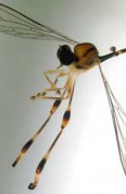 insect