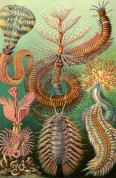 worms