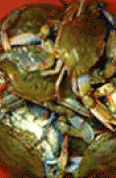crab