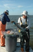 tagging bonethead shark