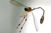 insect