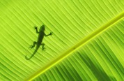 gecko silo