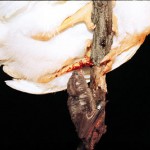 White Winged Vampire Bat