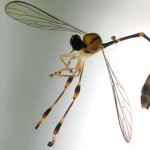insect