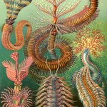 worms