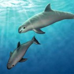 Vaquita Mother and Calf