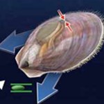 Scallop Using Jet Propulsion