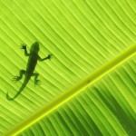gecko silo