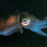 bobtail squid