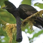 umbrellabird