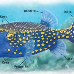 blowfish