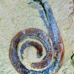 Bluish-reddish worm spiraled on sandy background.