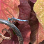 Dragonfly with green head, bluish body, and wings angled down, perched with red leaves in background